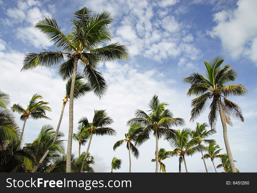 Coconut palms beaches in Dominican Republic, on blue sky background