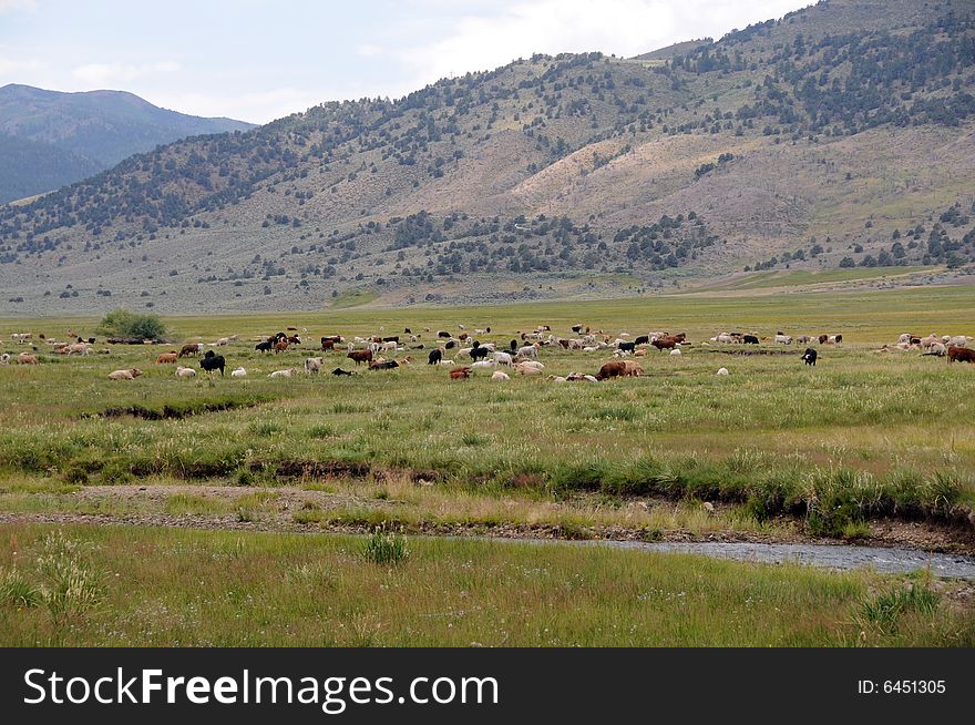Herd of cown on a hilly meadow. Herd of cown on a hilly meadow
