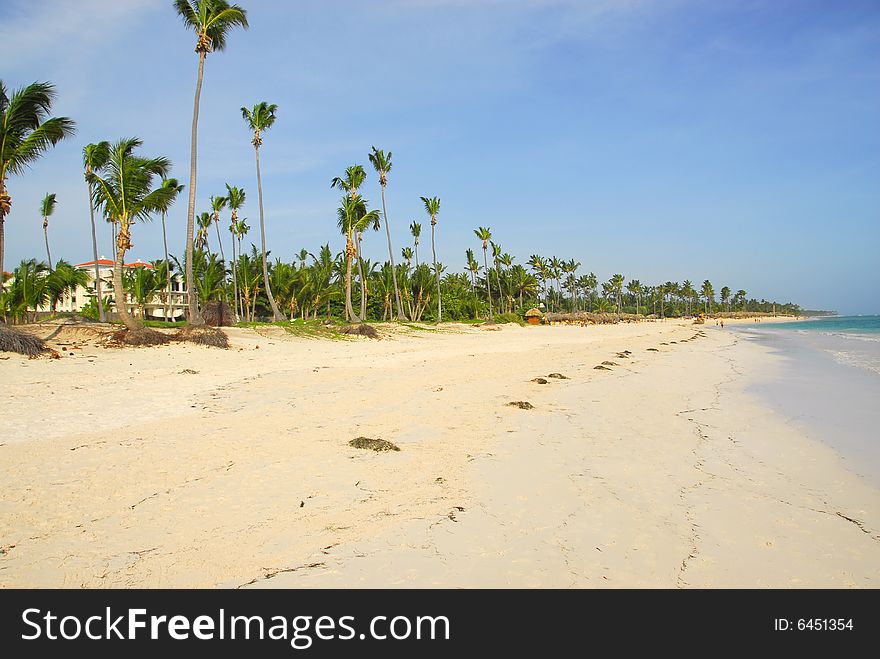 Coconuts palms, Resort in Punta Cana beach, Dominican Republic