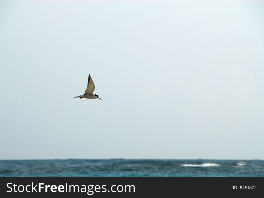 Pelican in flight over sea