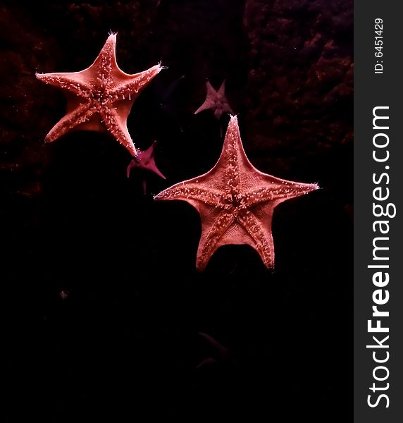 Double Red Starfish Over Black Background