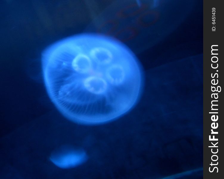 Abstract Deep Sea Blue Translucent Jelly Fish From Above. Abstract Deep Sea Blue Translucent Jelly Fish From Above