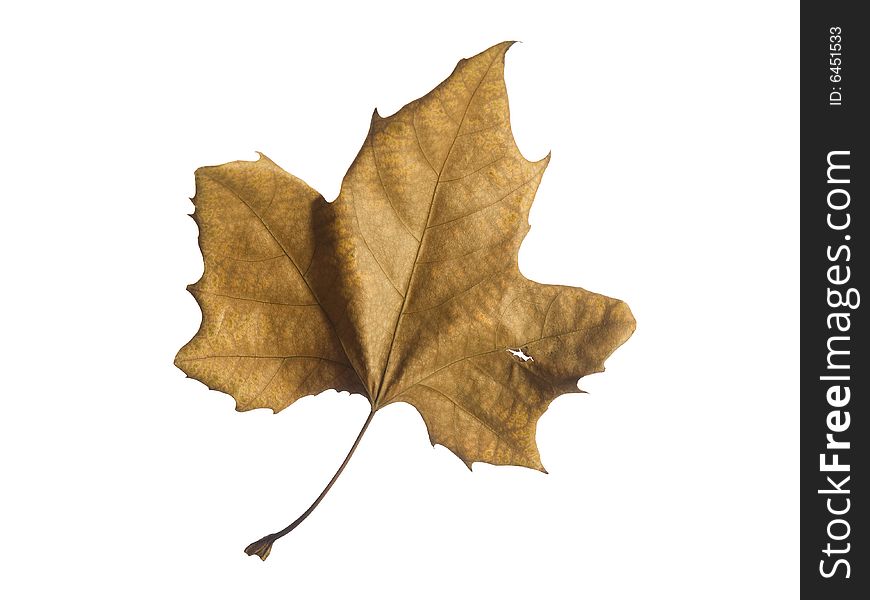 A single autumn leaf isolated over a white background. A single autumn leaf isolated over a white background.