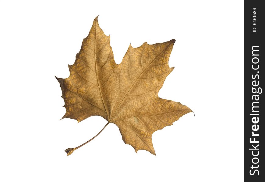 A single autumn leaf isolated over a white background. A single autumn leaf isolated over a white background.