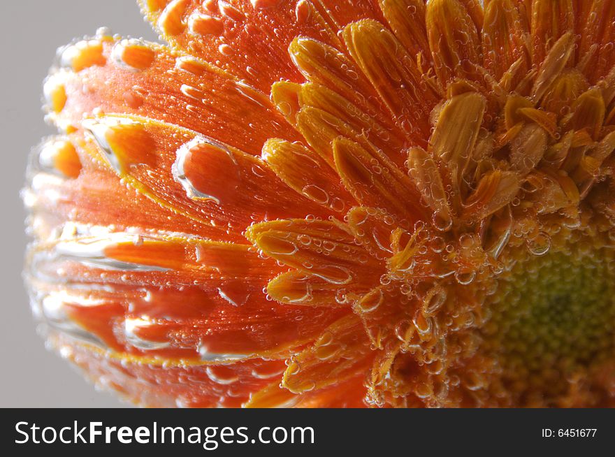 Close up photo of an orange gerbera under the water