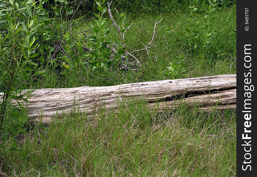 Old log outside on grass. Old log outside on grass