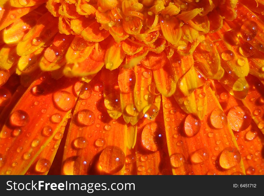 Close up photo of an orange gerbera splashed with water