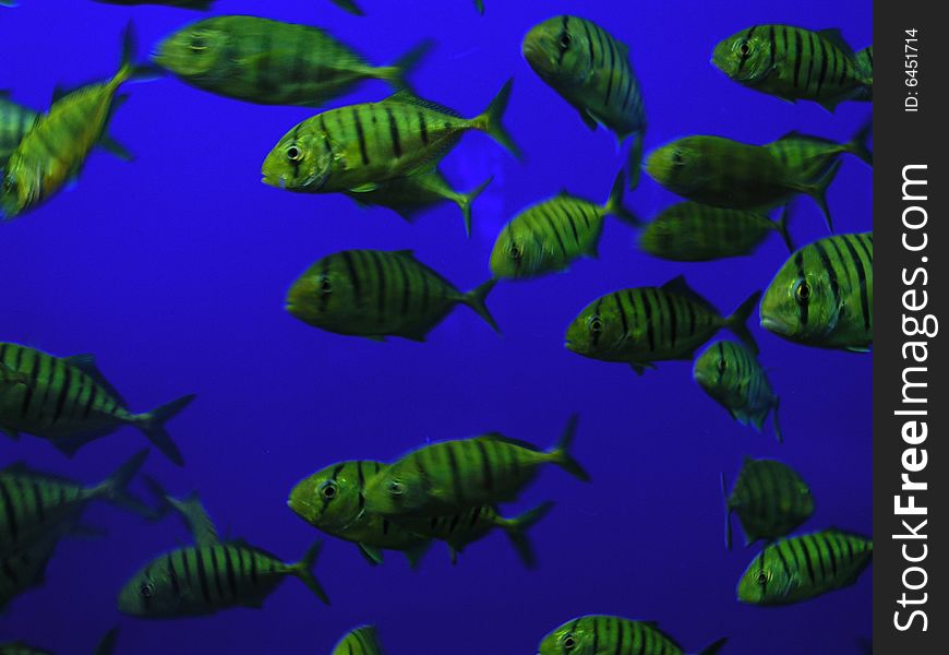 Digitally enhanced photo of fish. Would make a great background image. Digitally enhanced photo of fish. Would make a great background image.