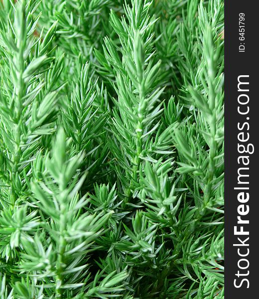 Fresh green branch of pine tree. Good for Christmas background.