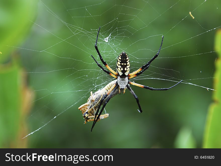 A Black and Yellow Garden spider enjoys a fresh meal. A Black and Yellow Garden spider enjoys a fresh meal.