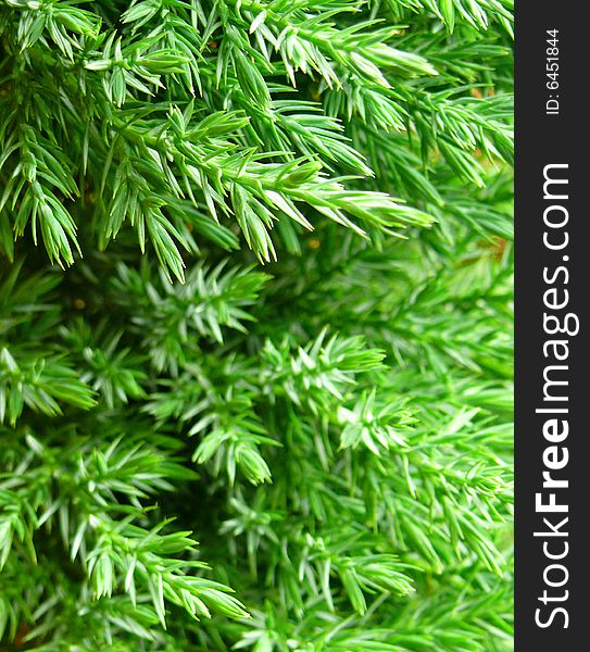 Fresh green branch of pine tree. Good for Christmas background.