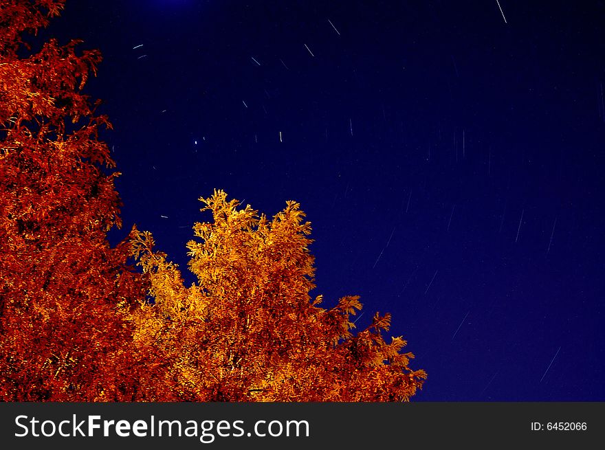 An image of star trailing under a starry night and light painting of the trees. (Twenty minute exposure)