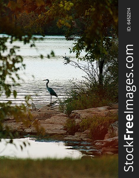 Blue Heron stalking a fish on a lake in Tennessee.