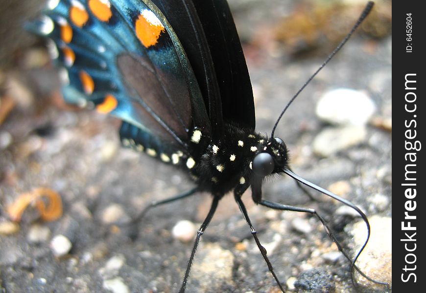 Close up of a beautiful butterfly