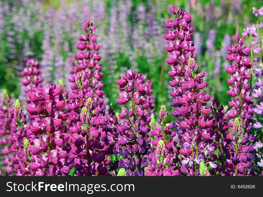 A sea of Lupine flowers in various colors.
