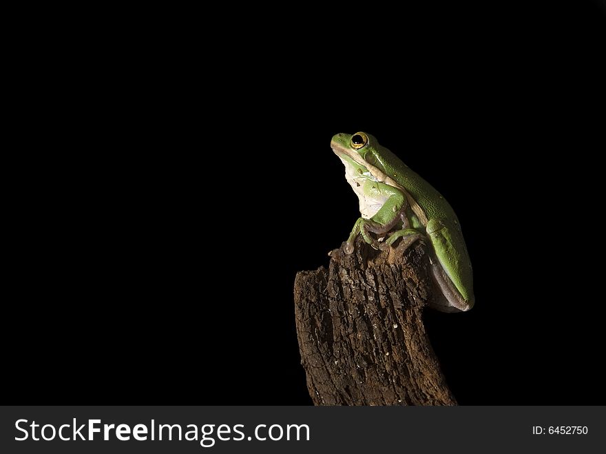 A Green Tree Frog (Hyla cinerea) prepares to leap into the unknown. isolated on a black background. A Green Tree Frog (Hyla cinerea) prepares to leap into the unknown. isolated on a black background.