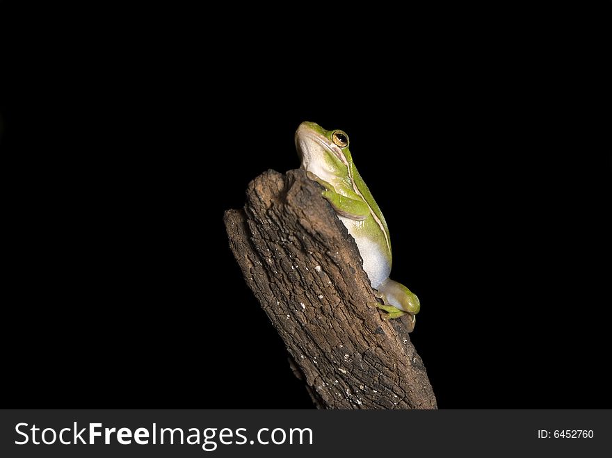 A Green tree frog (Hyla cinerea) hangs out on a branch, isolated on a black background. A Green tree frog (Hyla cinerea) hangs out on a branch, isolated on a black background.