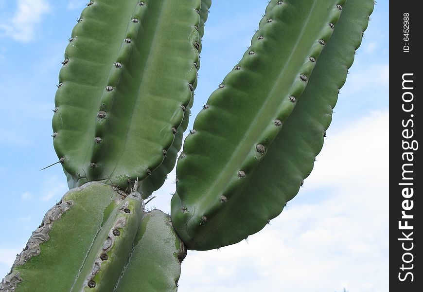 A large green cactus in the blue sky