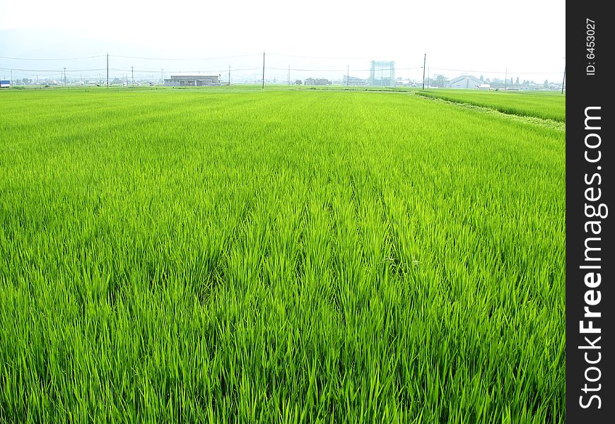 The typical look of a rural countryside Japanese scene. The typical look of a rural countryside Japanese scene