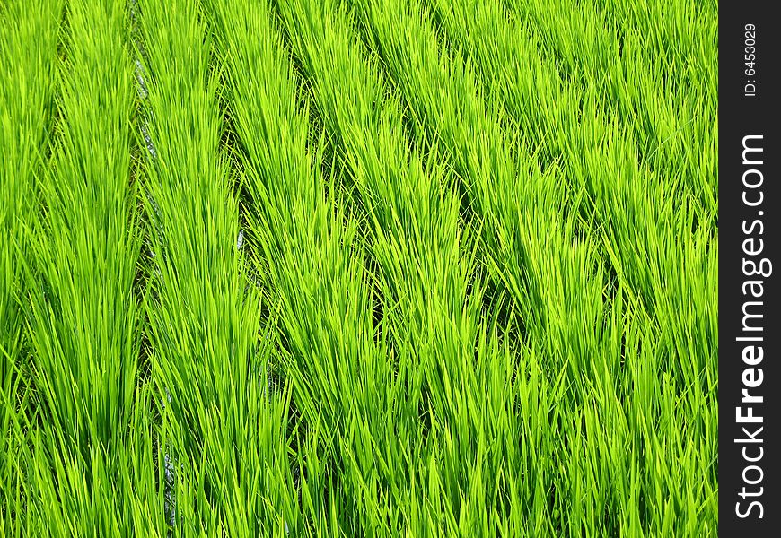 Luscious green wheat field