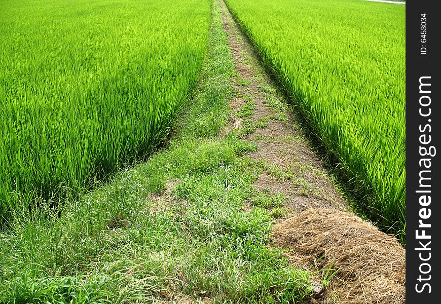 Pathway in the middle of a green field in Japan. Pathway in the middle of a green field in Japan