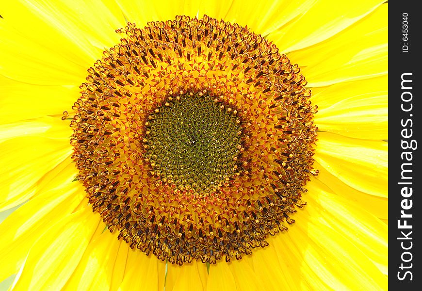 A closeup view of a bright yellow sunflower. A closeup view of a bright yellow sunflower