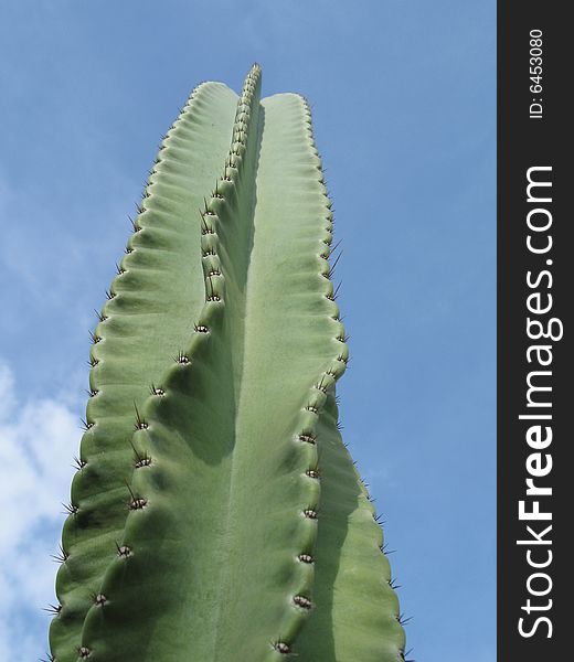 A large green cactus in the blue sky