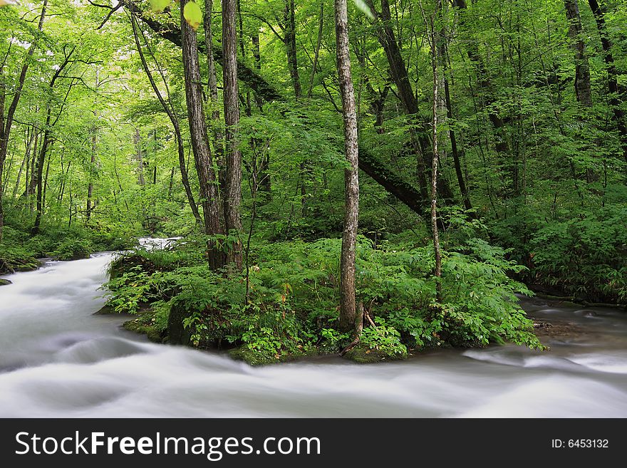 A shot of natural landscape of green forest. A shot of natural landscape of green forest