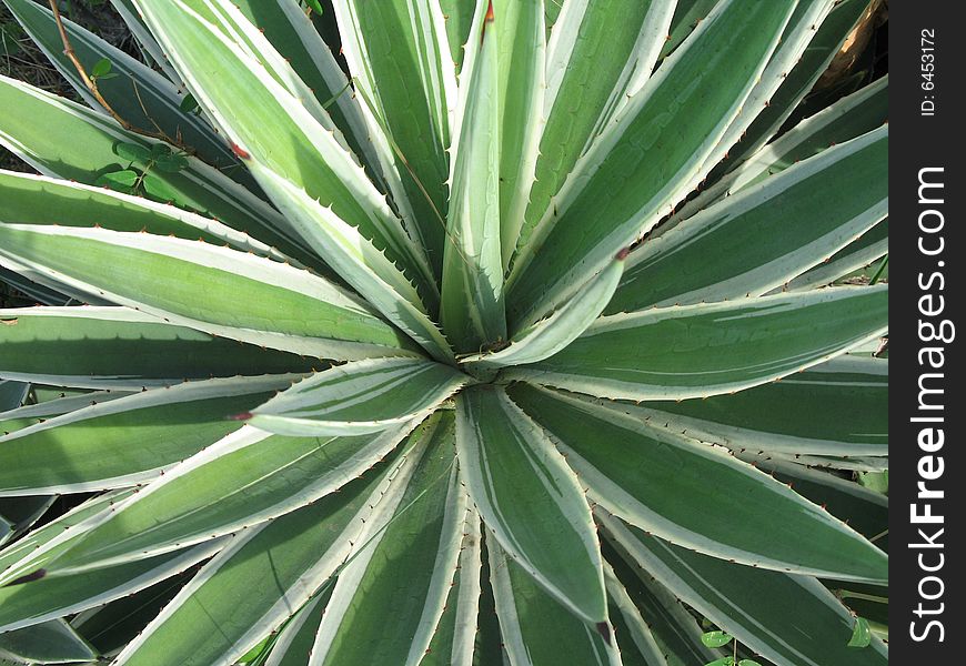 A large green and white cactus plant