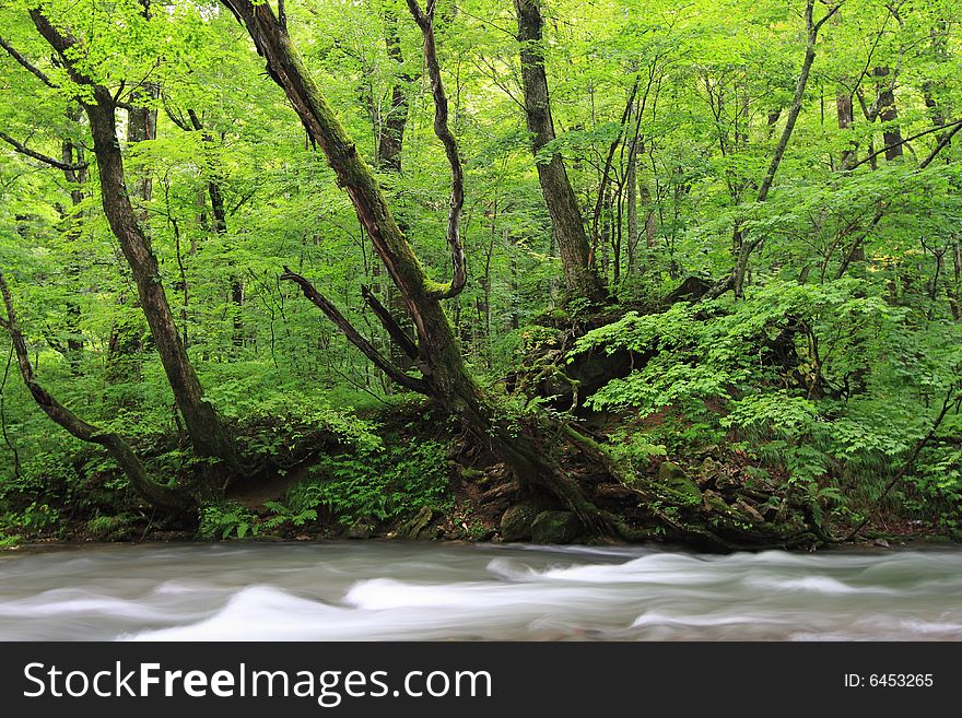 A shot of natural landscape of green forest. A shot of natural landscape of green forest