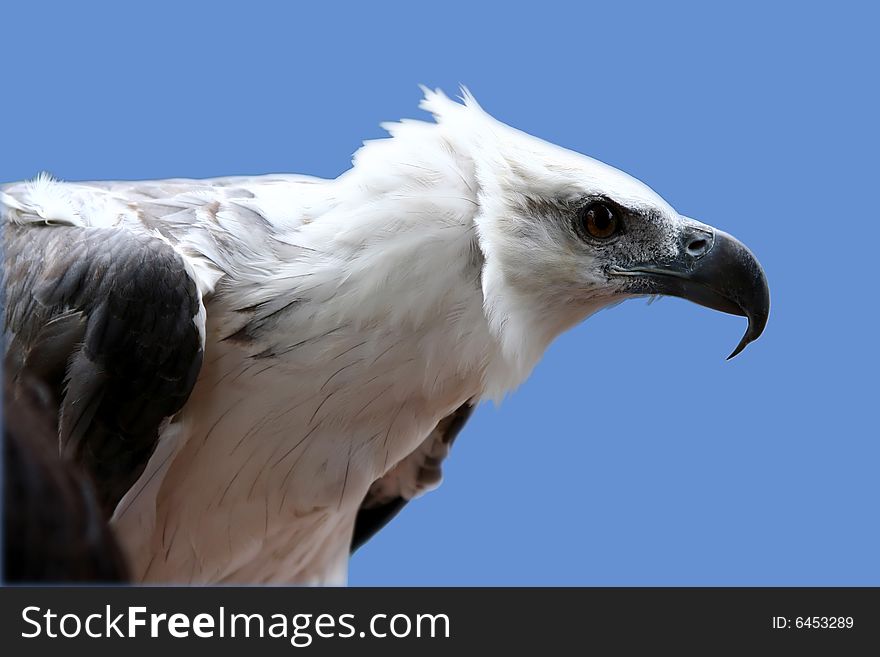 White head Of the eagle against the background of the dark-blue sky