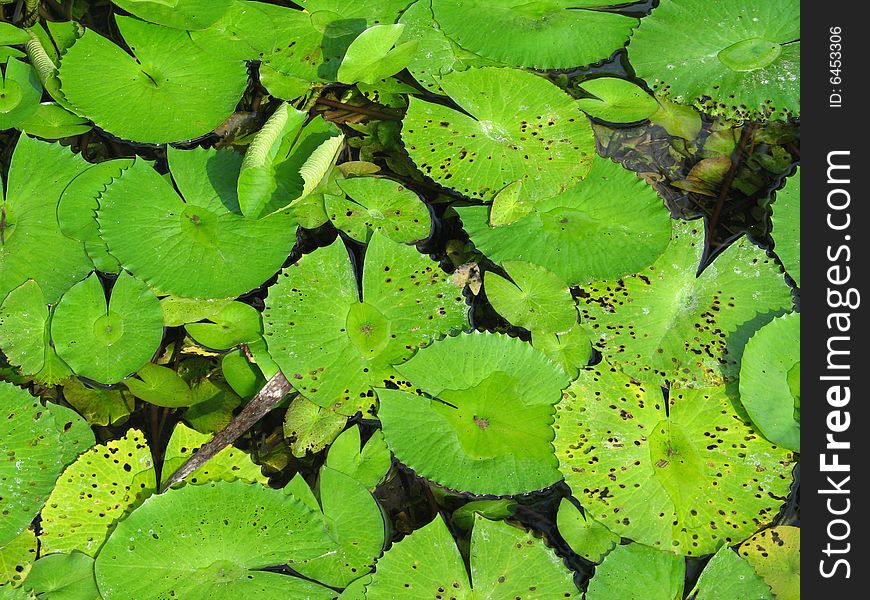 Green water lily pads close up