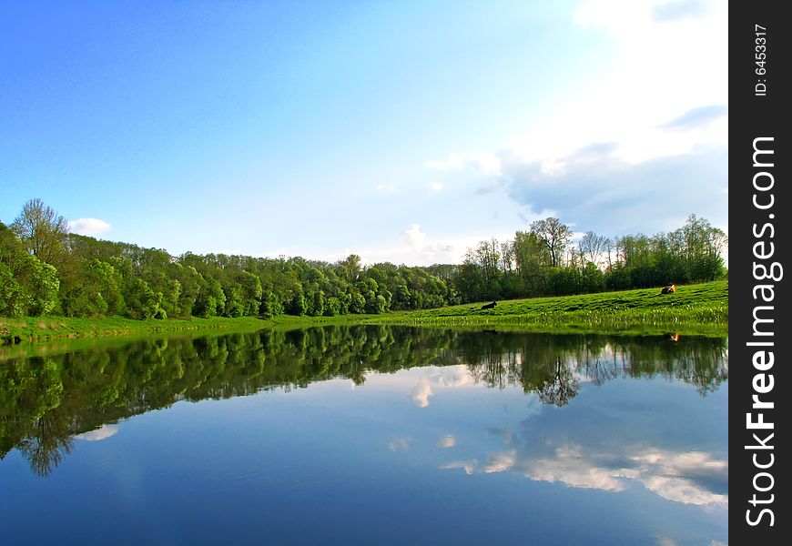 River bank, cows and sky reflectoin on water