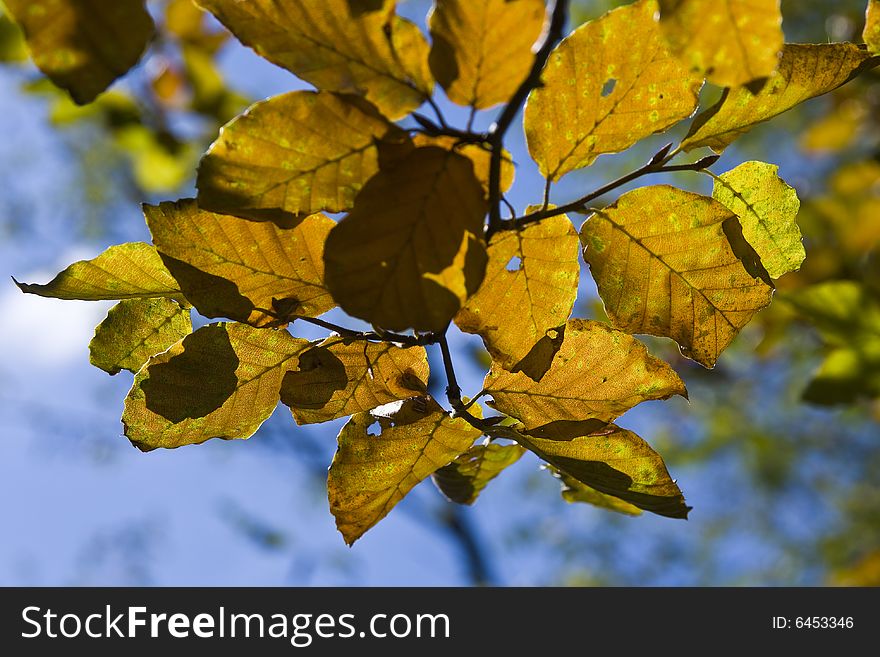 Yellow leaves just before the exfoliation.