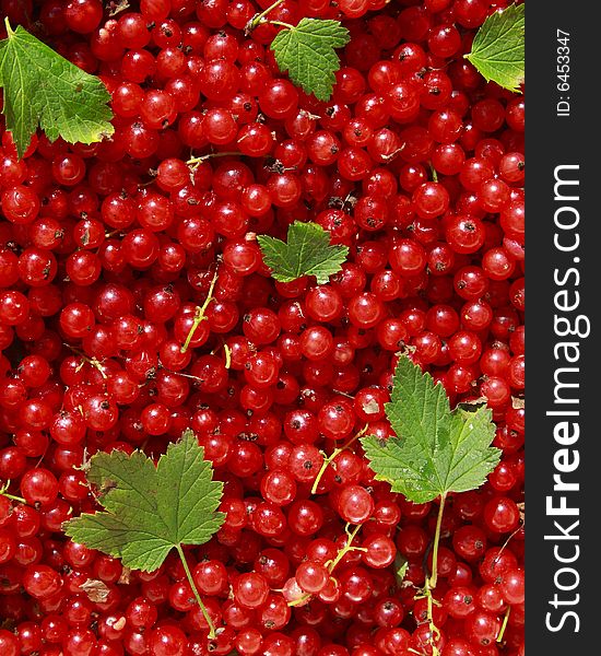 Pile of red currant in rays of the sun