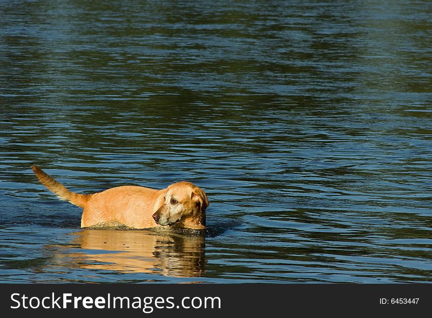 A yellow lab wading in water. A yellow lab wading in water.