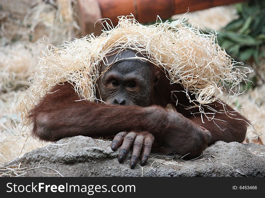 Staring orangutan covered with the straw