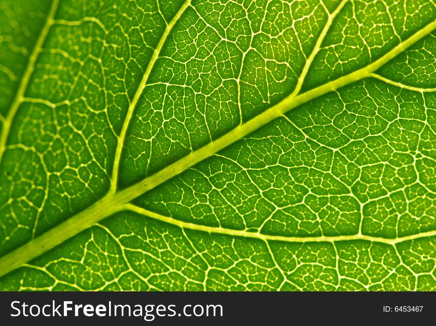 Structure of leaf natural background. Structure of leaf natural background