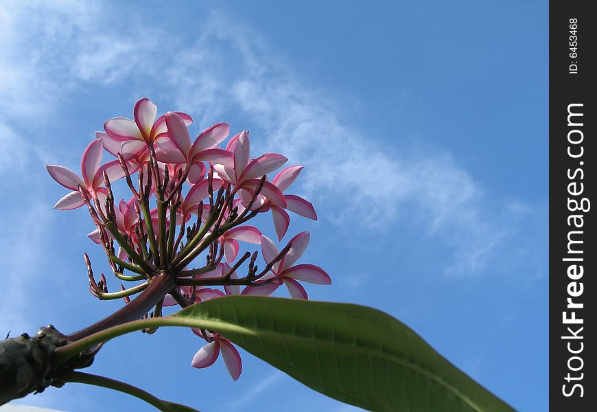 Pink flowers in the blue sky