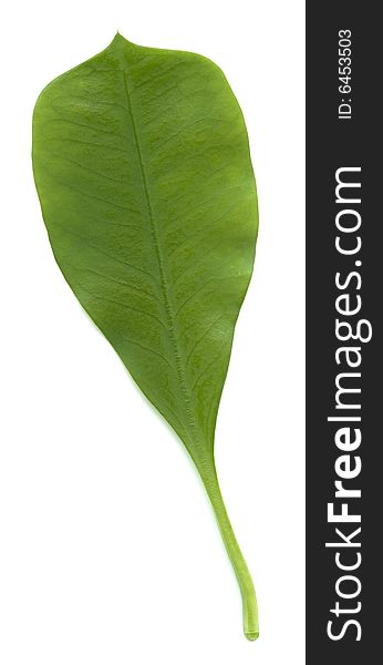 Isolated high res. green leaf
