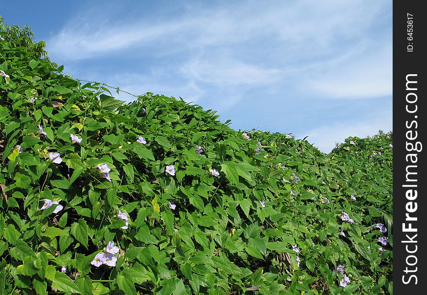 A green large hedge of climbing vine