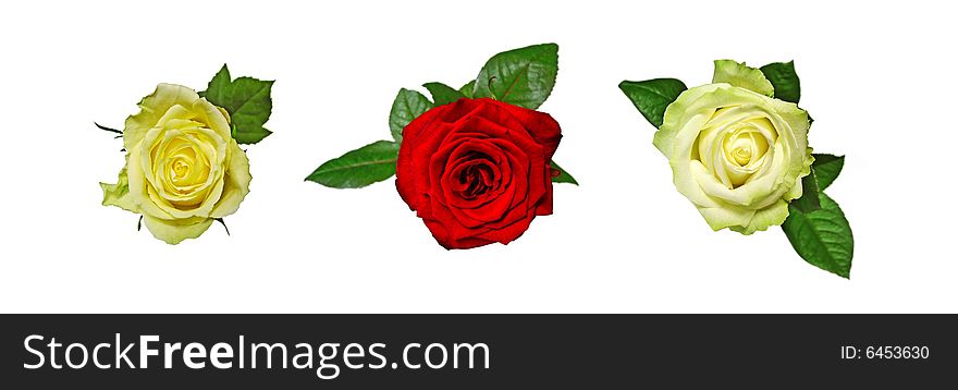 Three roses set isolated on white background