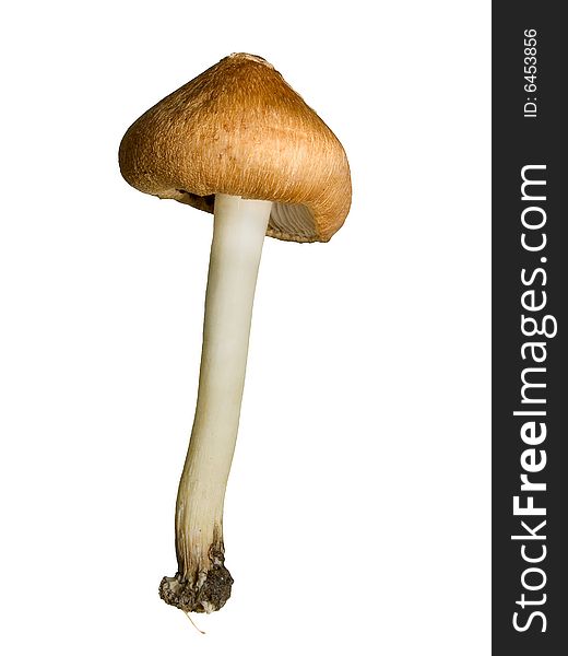 Mushroom