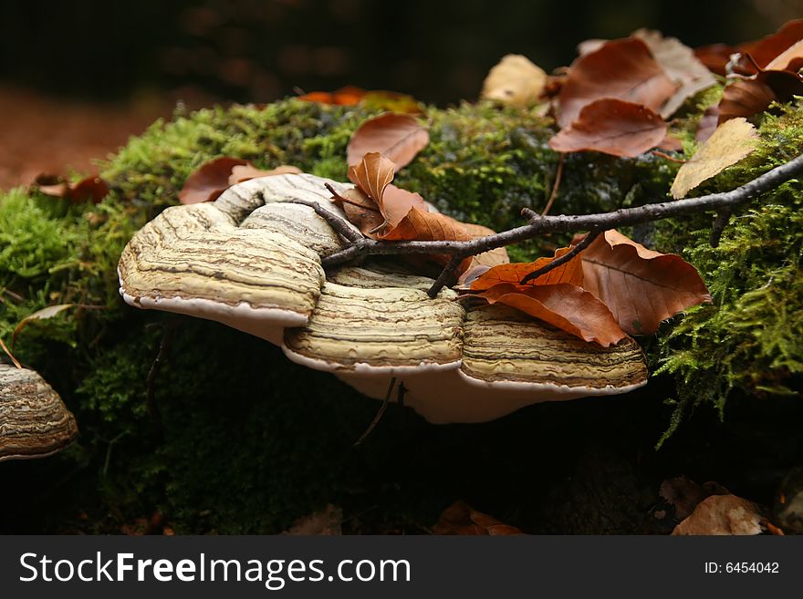 Autumn scene: mushrooms with brown leafs and twig