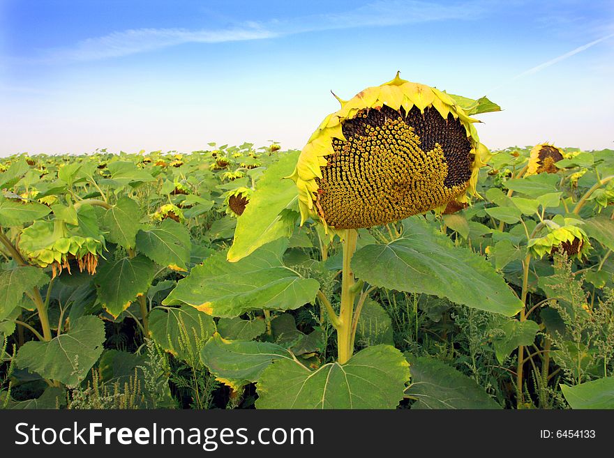 Ripen sunflower on field