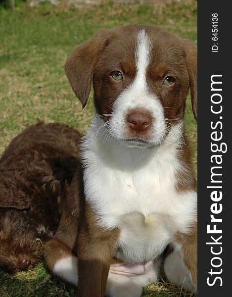 Brown and white dog - puppy. Brown and white dog - puppy