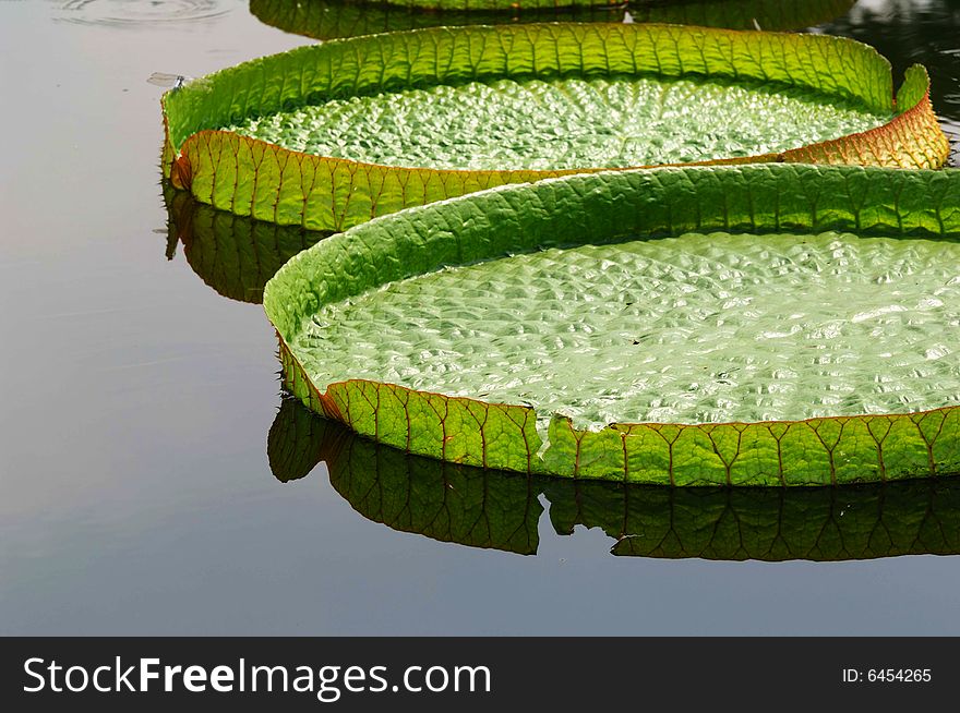 The big lotus leaf on park lake.