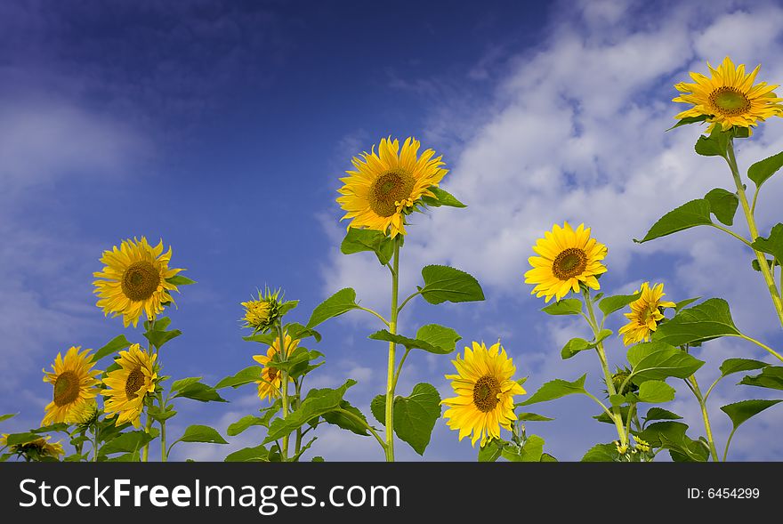 Sunflower and sky