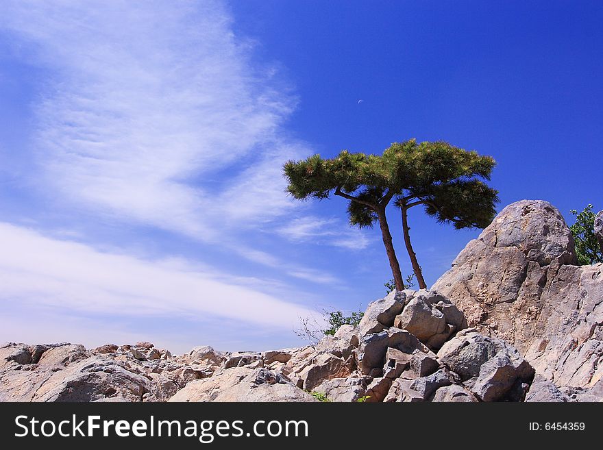 Pine tree and the blue sky