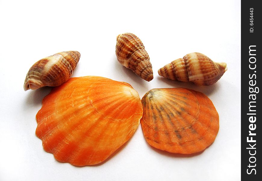 Five cockle-shells isolated on white background